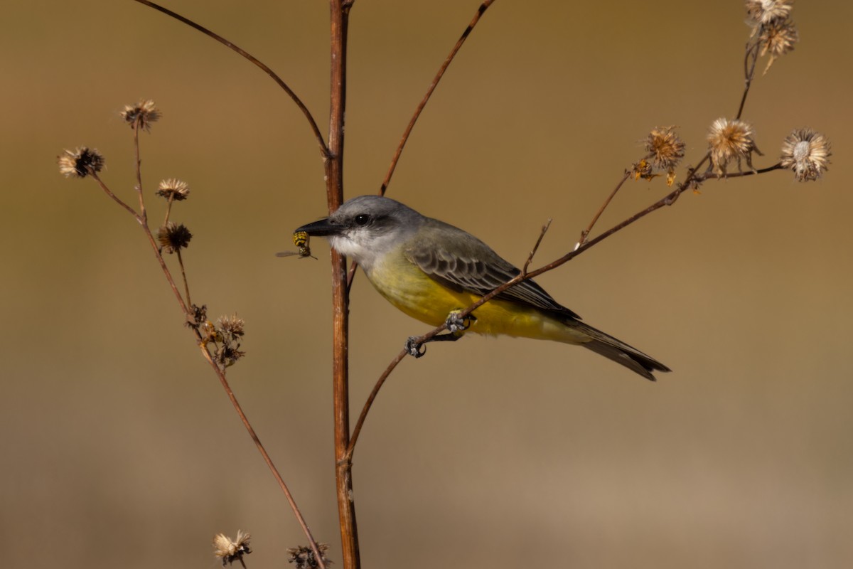 Tropical Kingbird - ML611780425