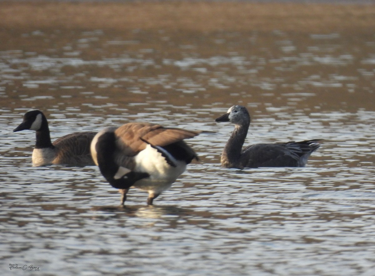 Snow Goose - ML611780448