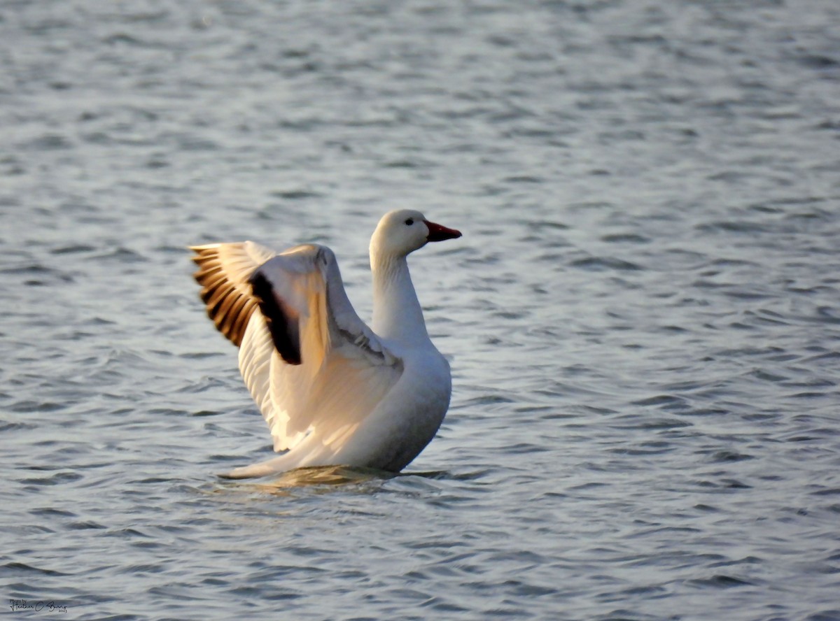 Snow Goose - ML611780449