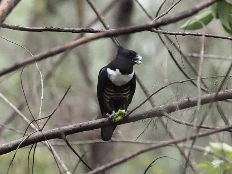 Black Baza - ML611780461