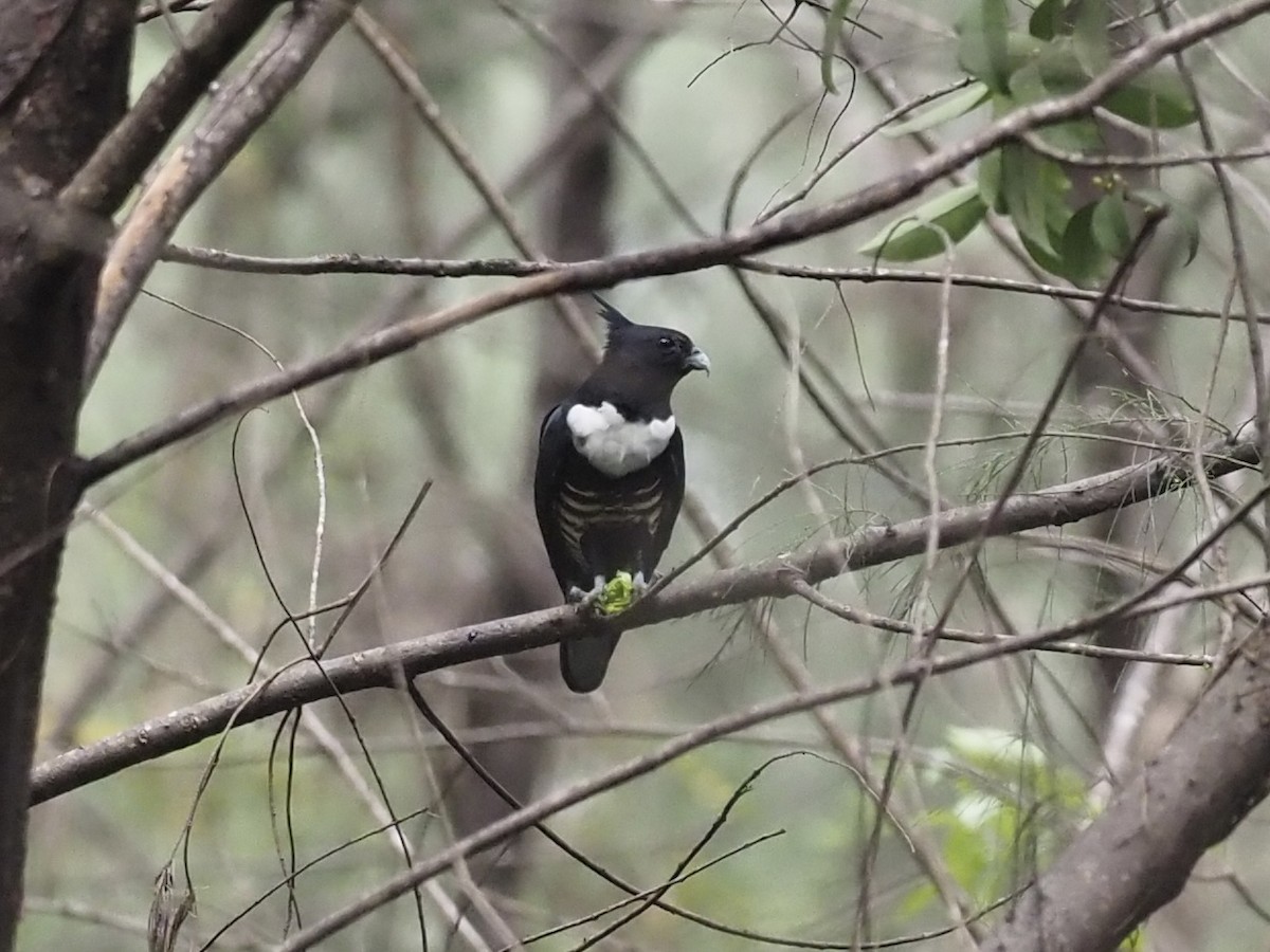 Black Baza - ML611780462