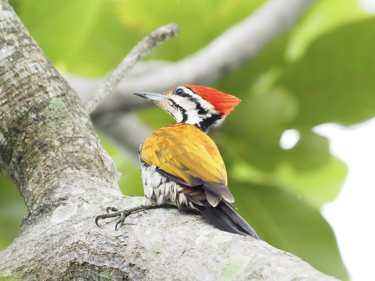 Common Flameback - ML611780470