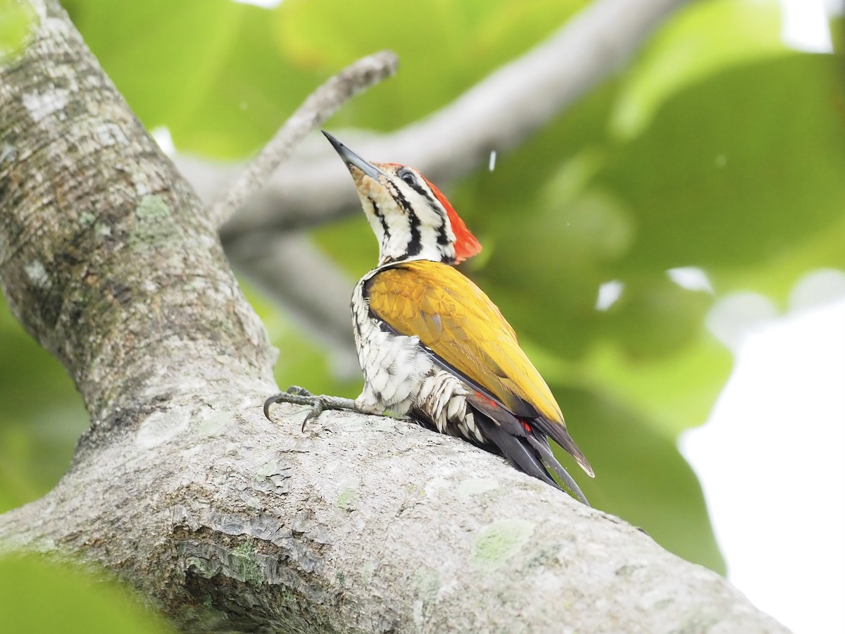 Common Flameback - ML611780471