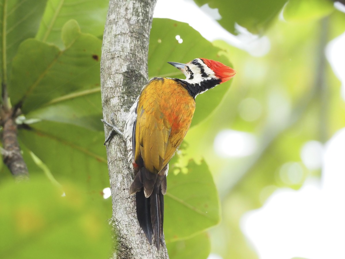 Common Flameback - ML611780472