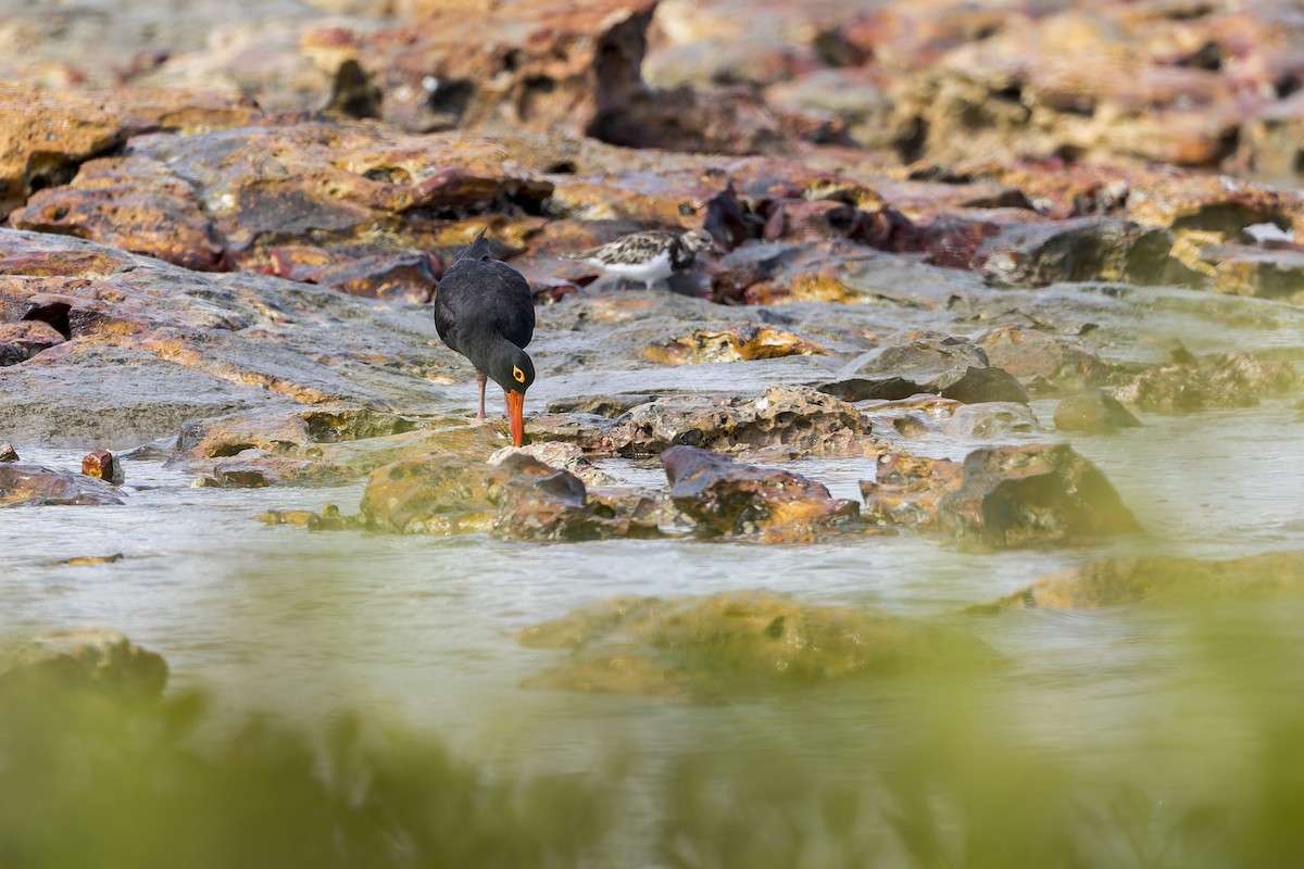 Sooty Oystercatcher - Dana Cameron