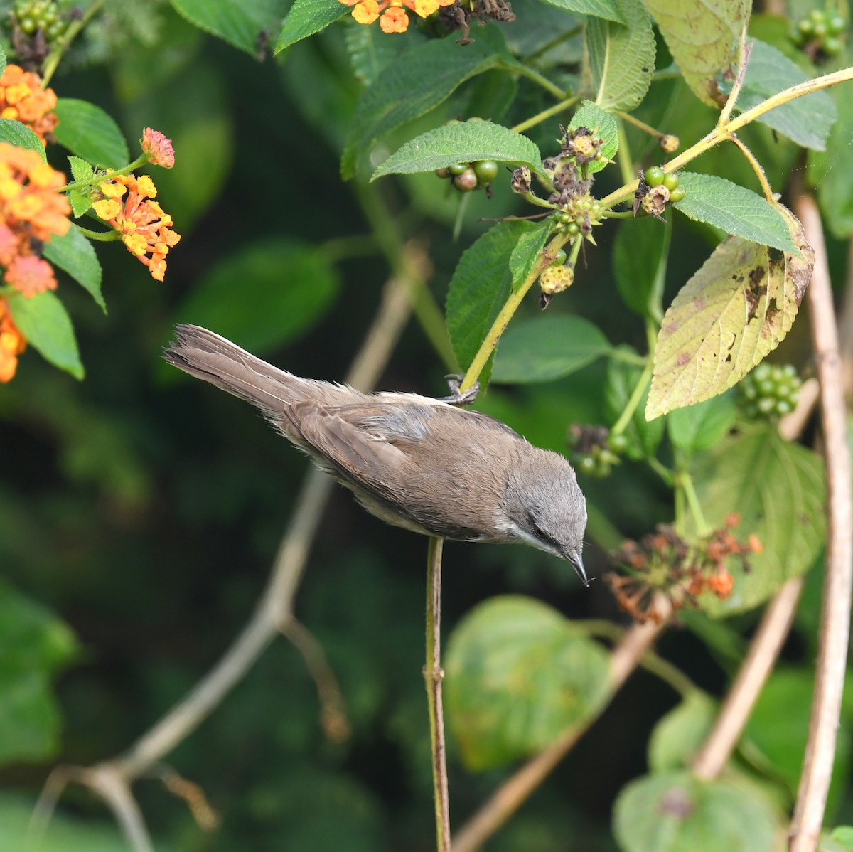 Lesser Whitethroat - ML611780516