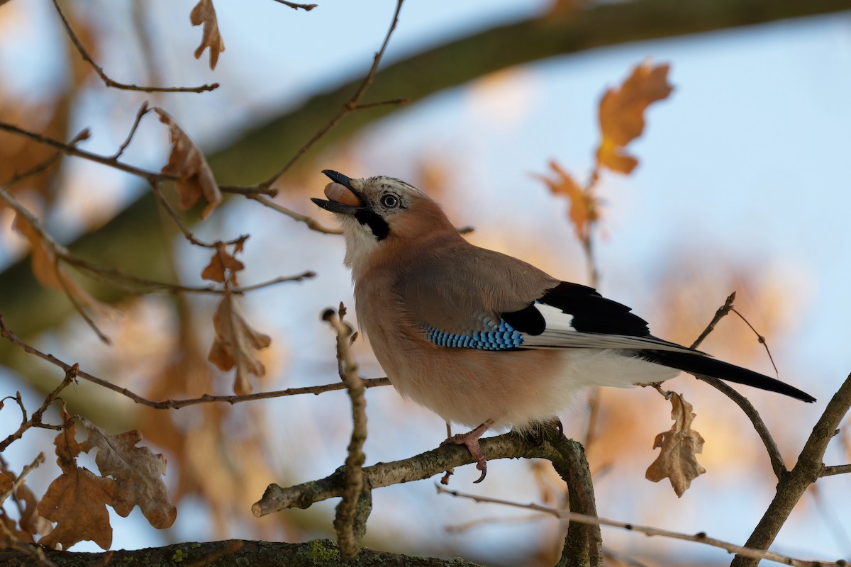 Eurasian Jay - ML611780545