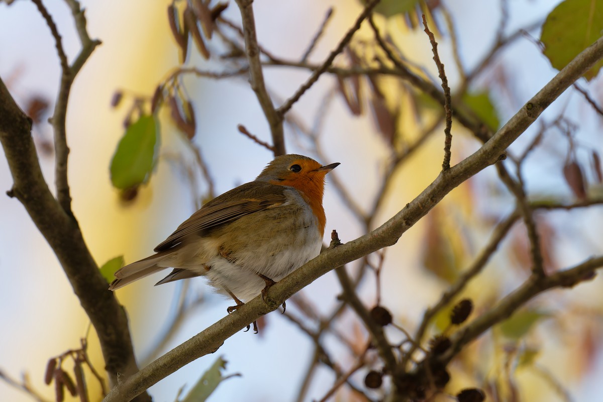 European Robin - Andreas Stadler