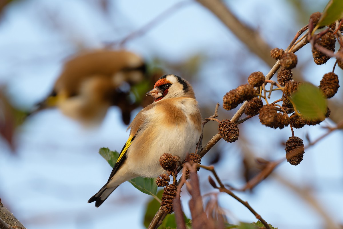 European Goldfinch - Andreas Stadler