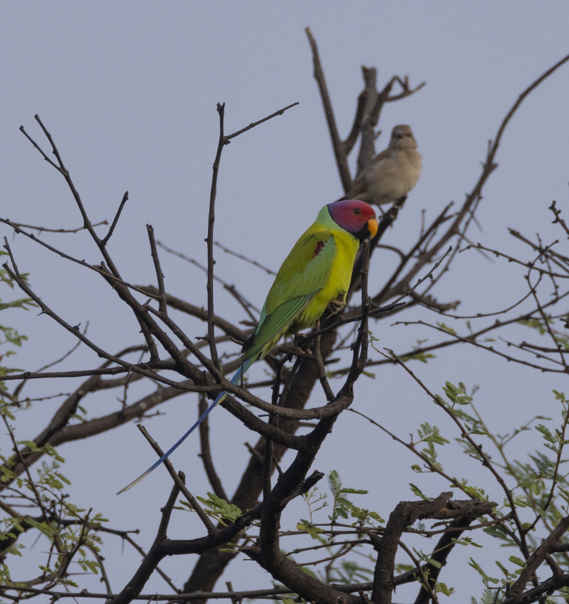 Plum-headed Parakeet - ML611780567