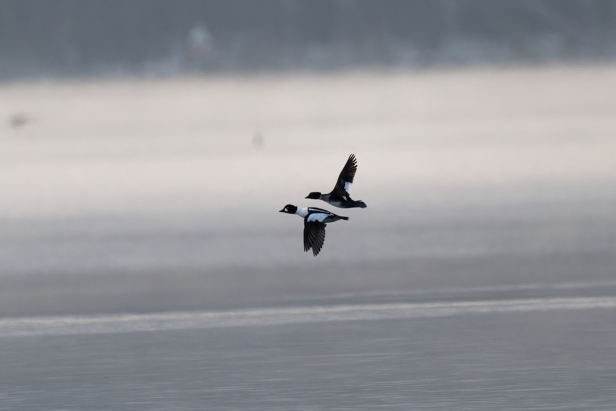 Common Goldeneye - ML611780577