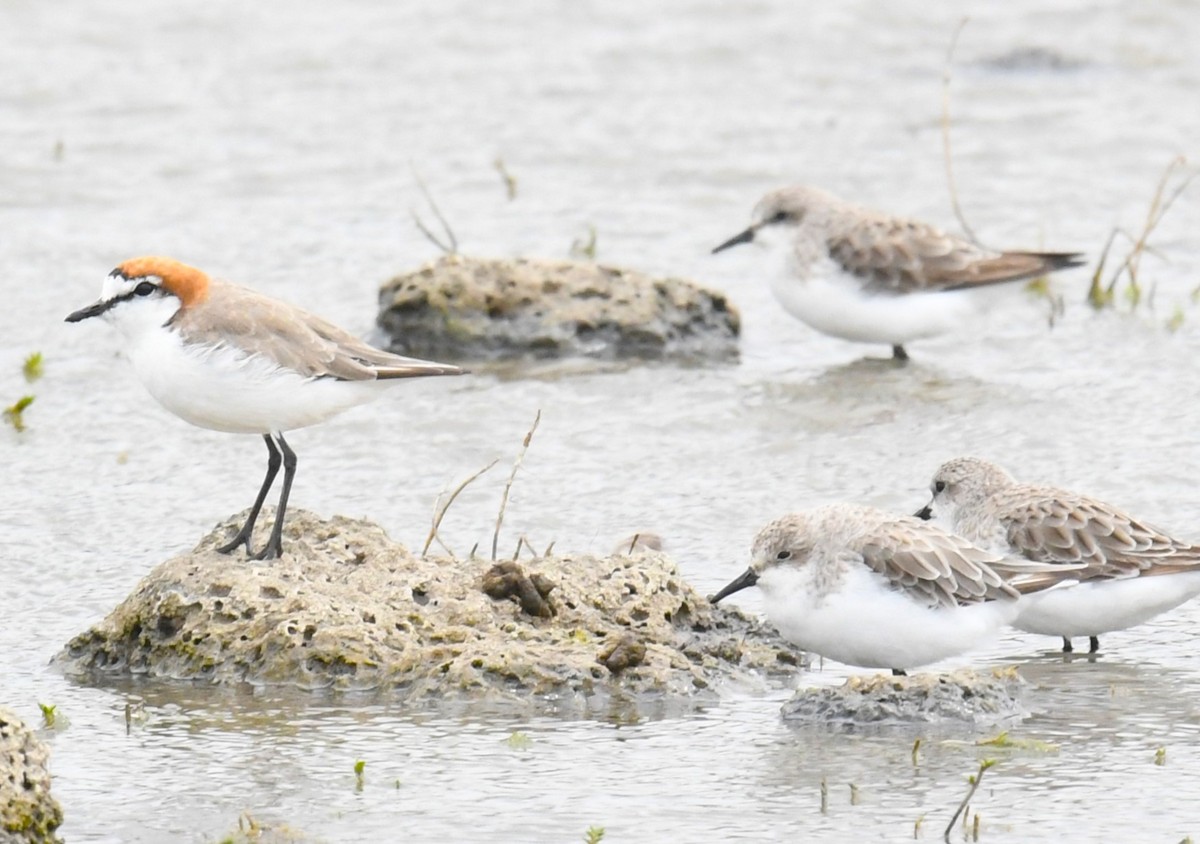 Red-capped Plover - ML611780585