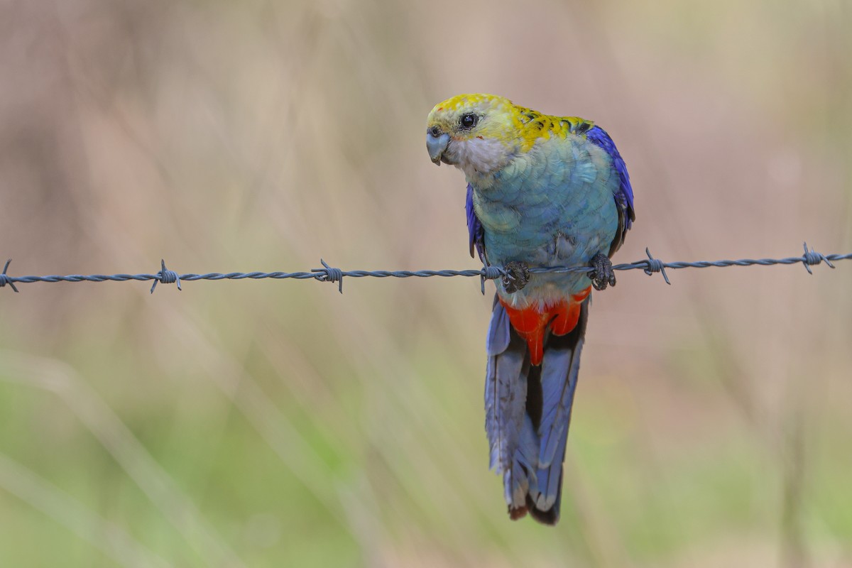 Pale-headed Rosella - Mikael Käll