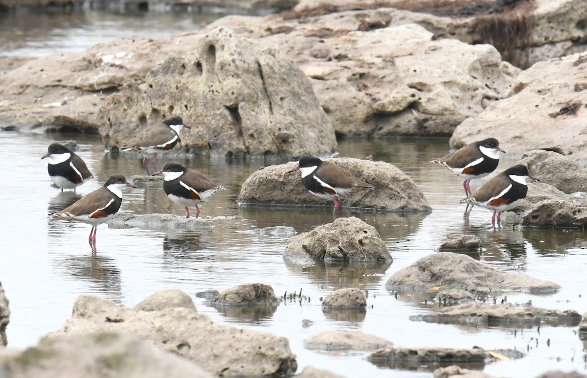 Red-kneed Dotterel - ML611780588