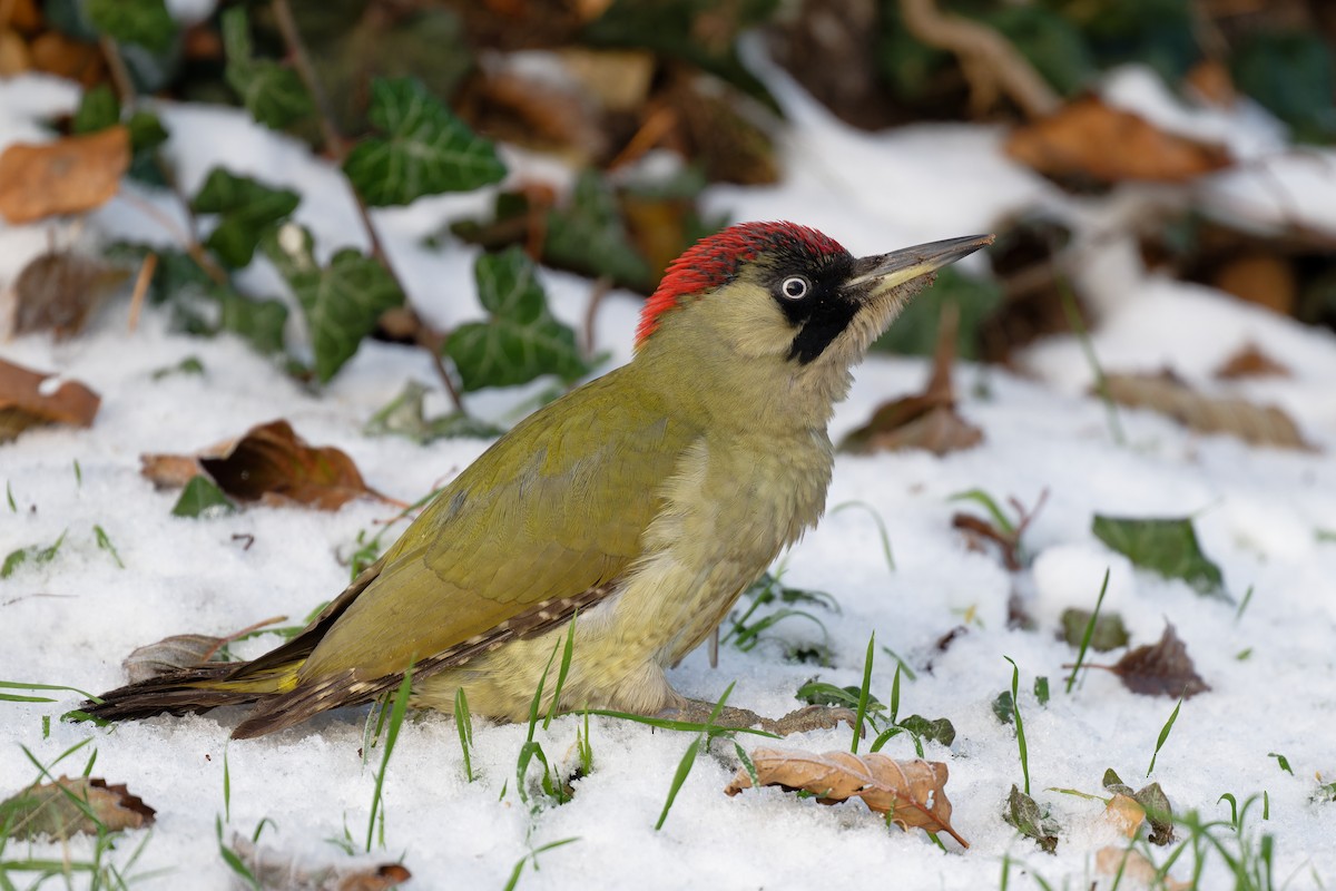 Eurasian Green Woodpecker - ML611780589