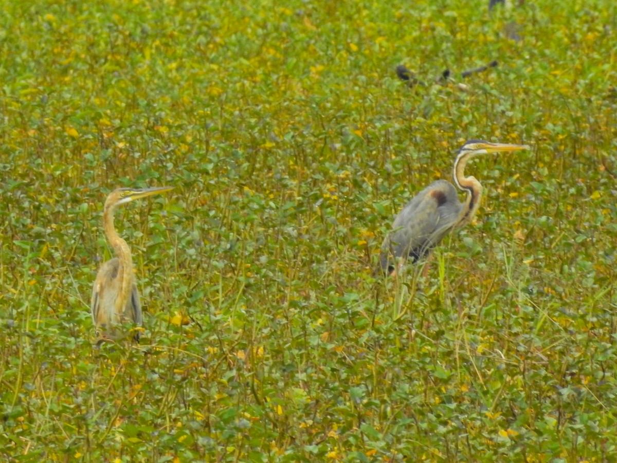 Héron pourpré - ML611780604