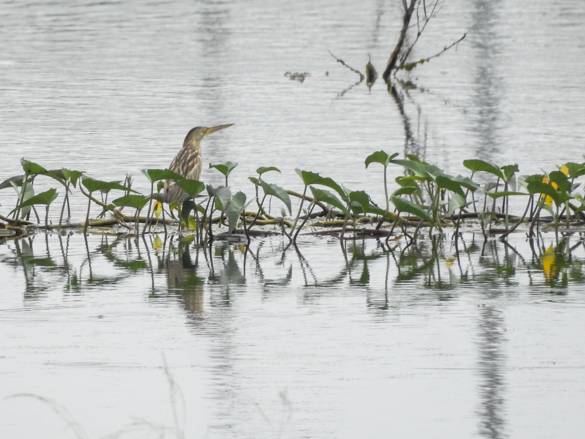 Yellow Bittern - ML611780608