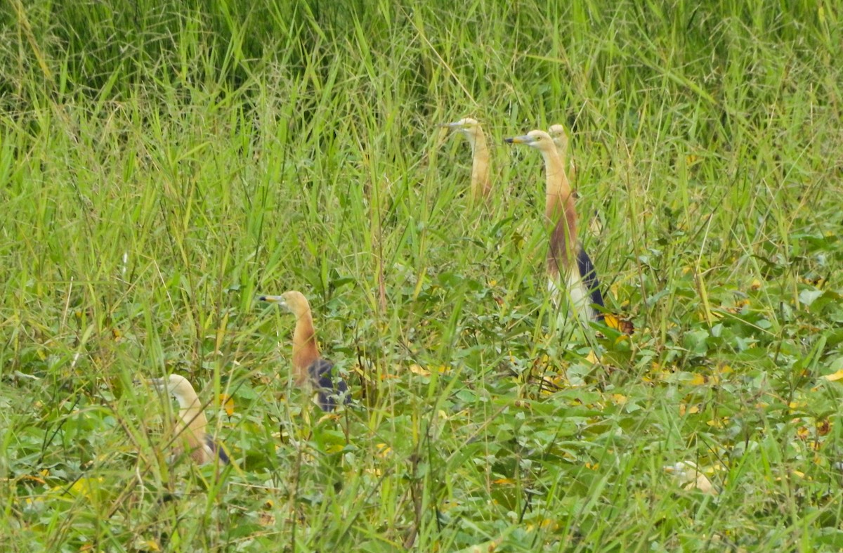 Javan Pond-Heron - Panji Gusti Akbar
