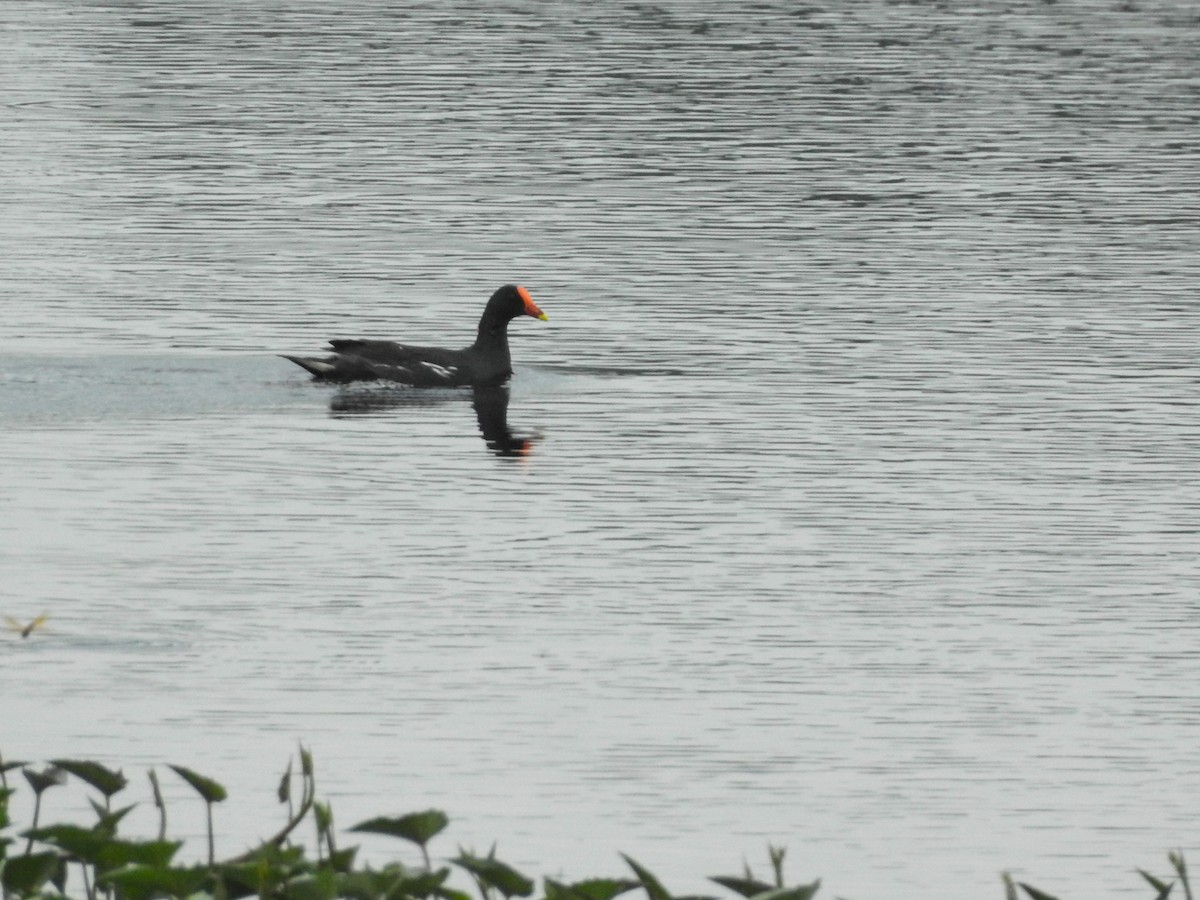Gallinule poule-d'eau - ML611780614