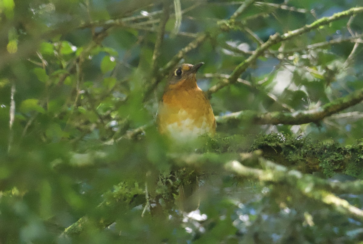 Orange Ground-Thrush - ML611780652