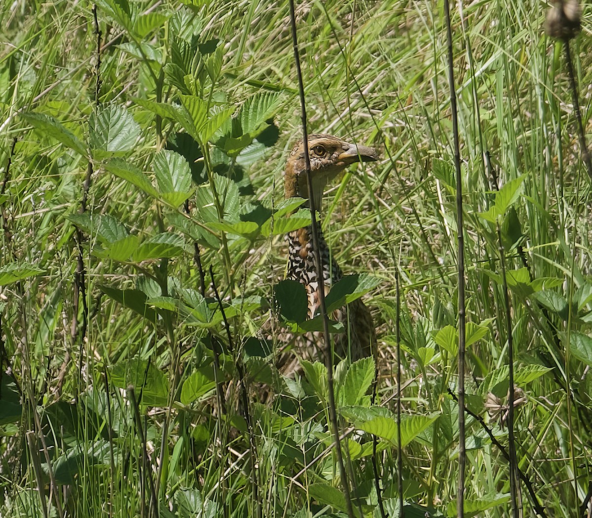 Red-winged Francolin - ML611780694