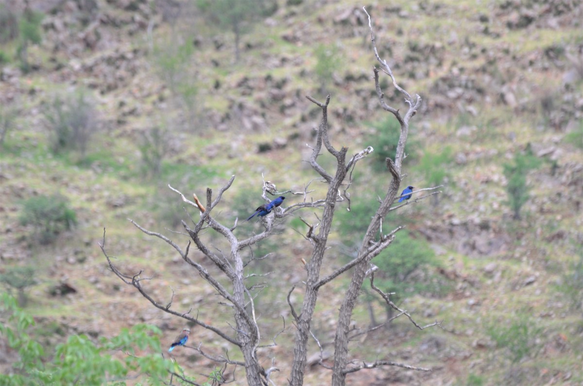 European Roller - ML611780756