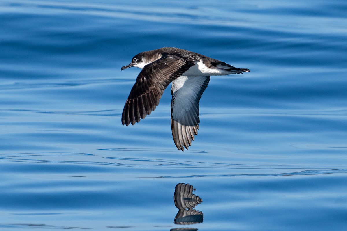 Manx Shearwater - ML611780806