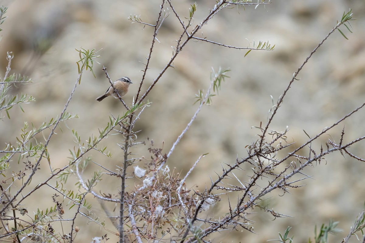 Brown Accentor - ML611780838