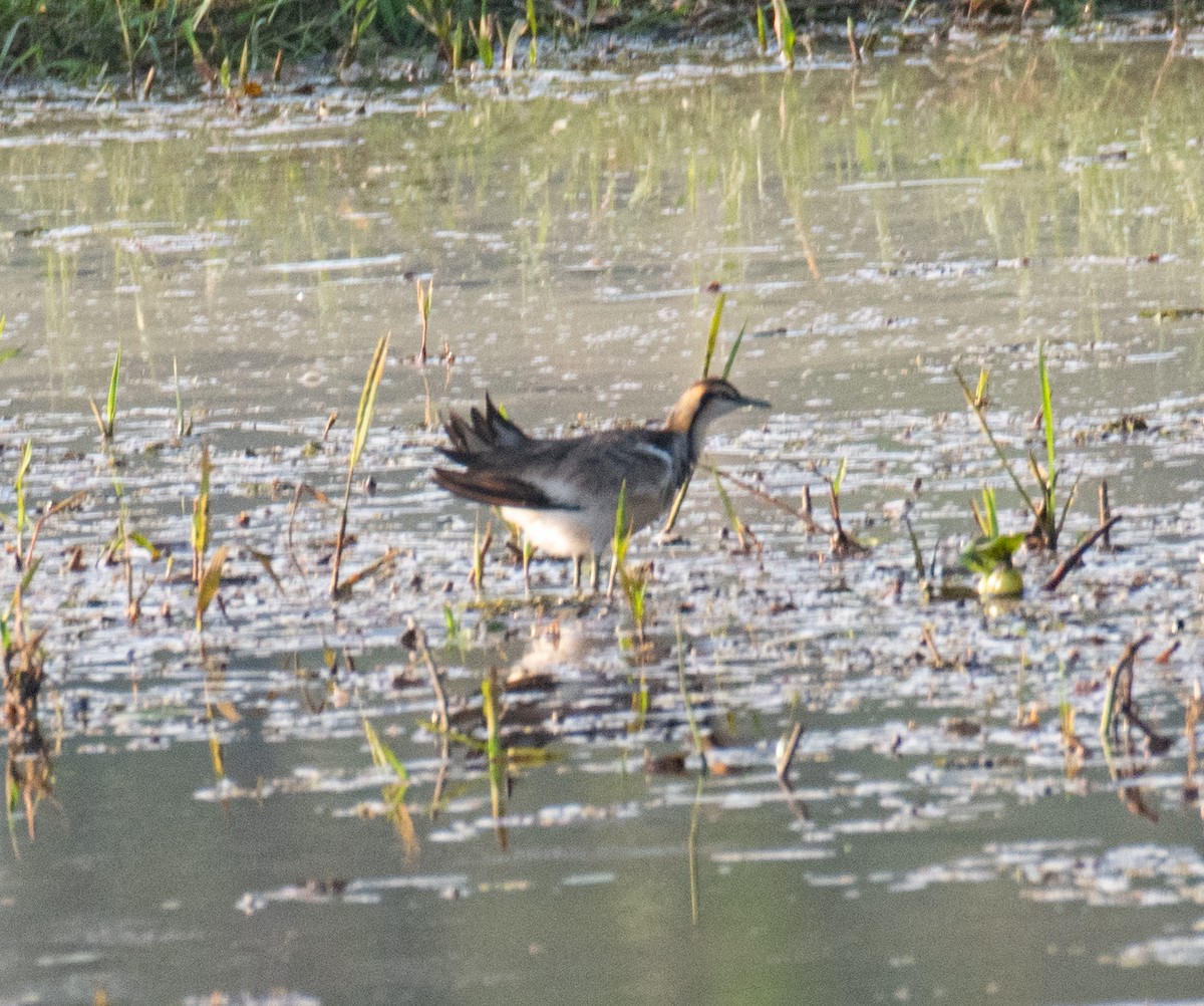 Pheasant-tailed Jacana - ML611781047