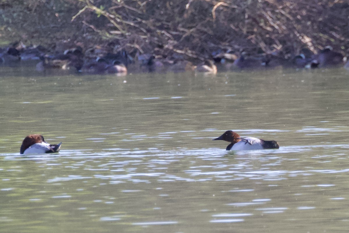 Canvasback - ML611781103