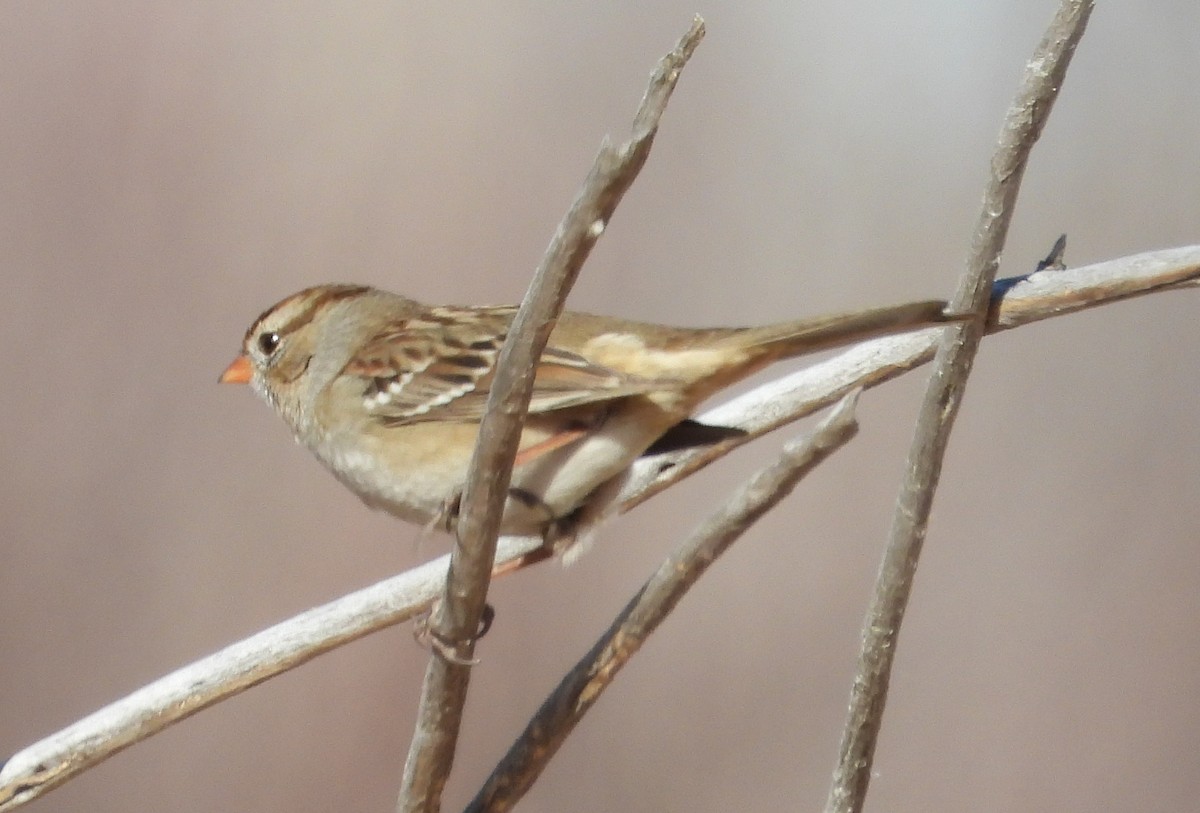 White-crowned Sparrow - Joanna Clark
