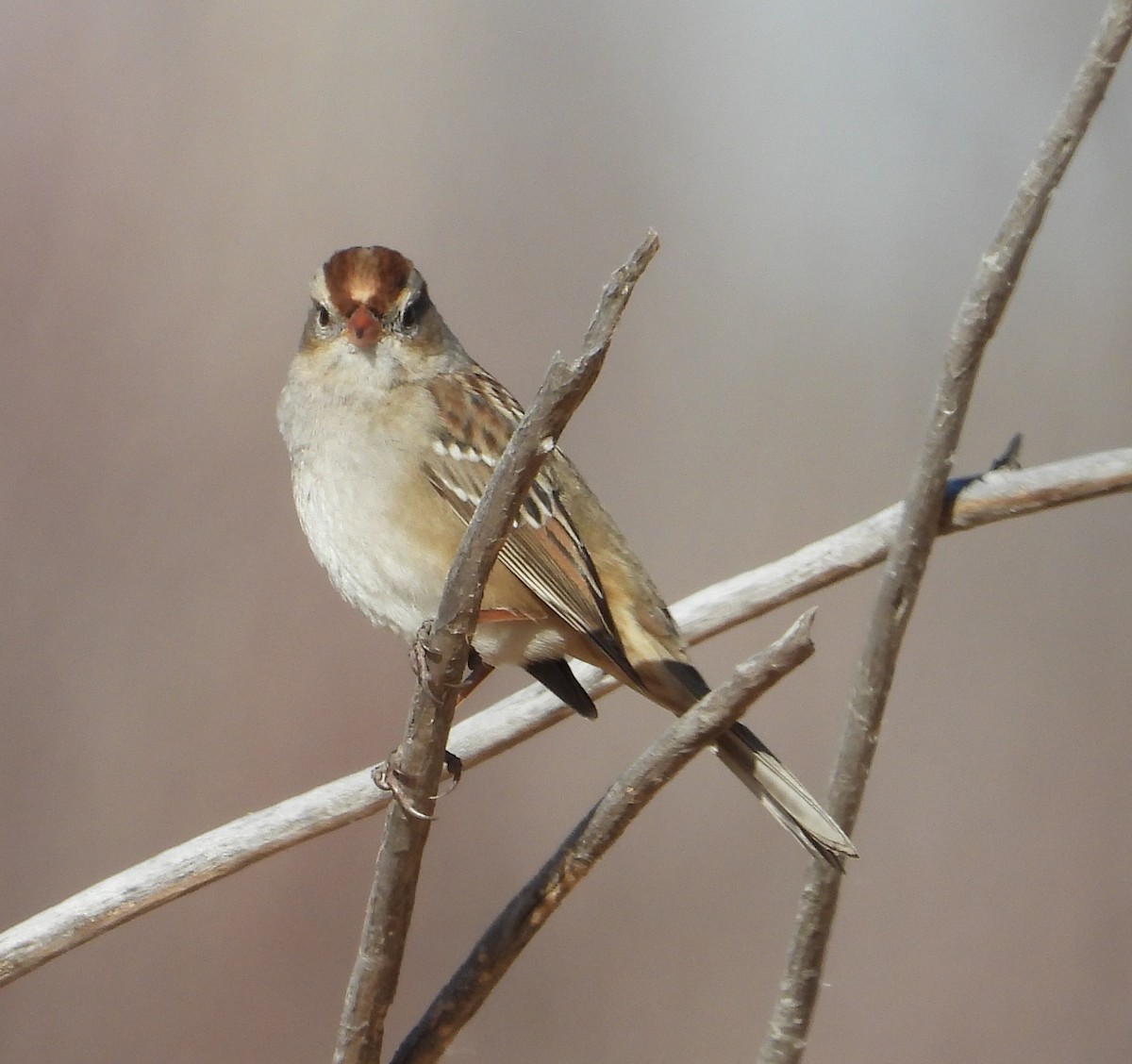 White-crowned Sparrow - Joanna Clark