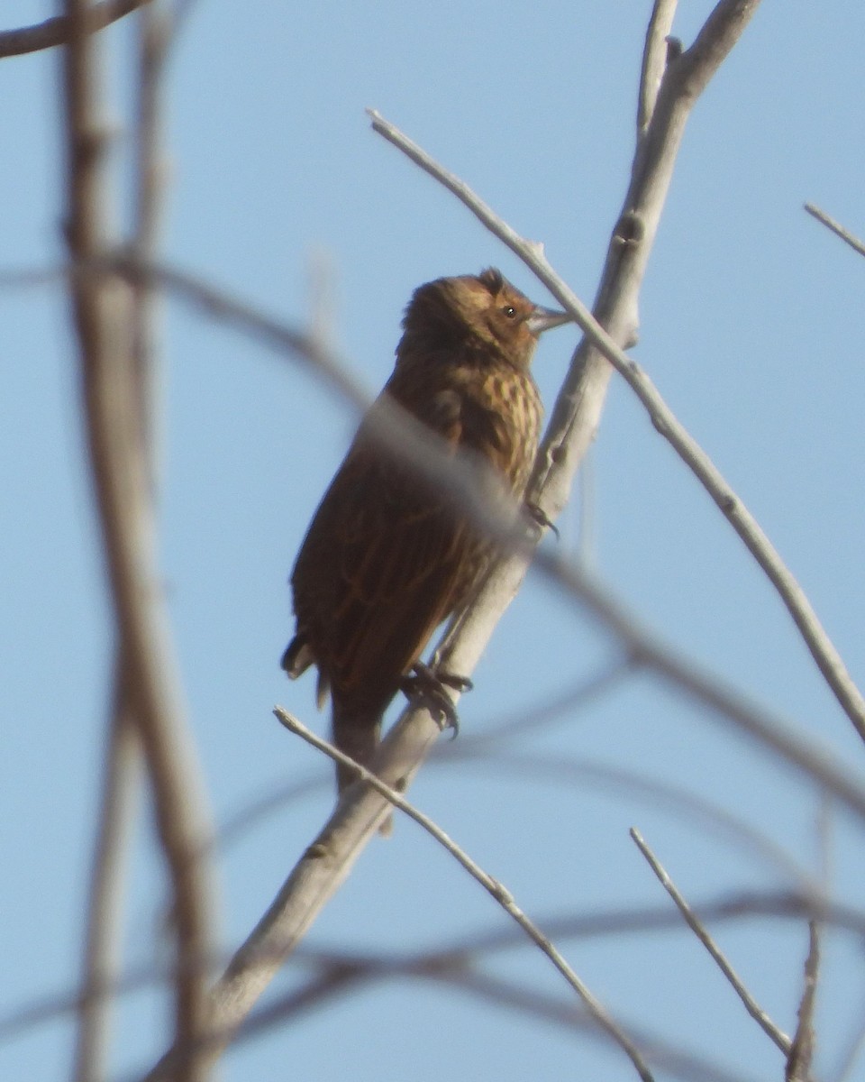 Red-winged Blackbird - Joanna Clark