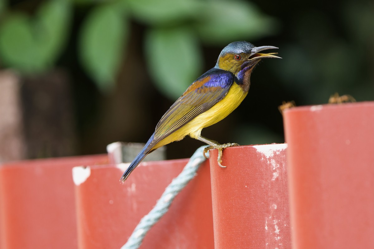 Brown-throated Sunbird - Sam Hambly