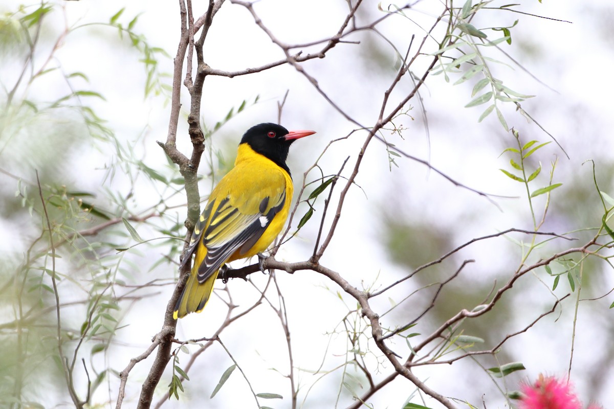 African Black-headed Oriole - ML611781308