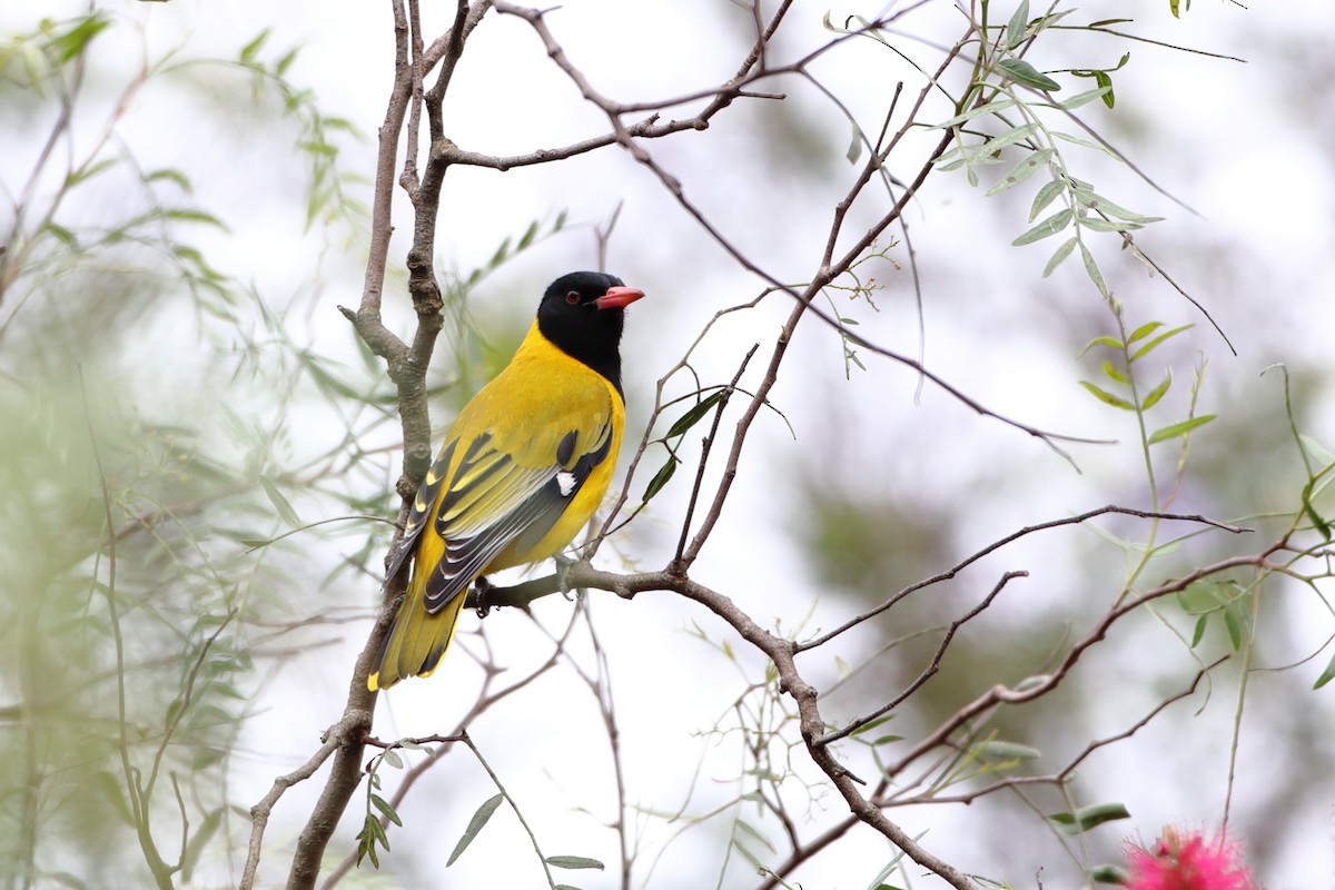 African Black-headed Oriole - ML611781309