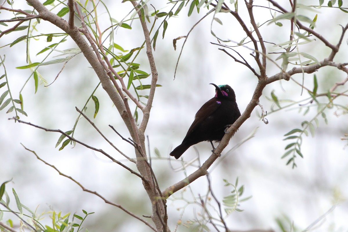 Amethyst Sunbird - ML611781373