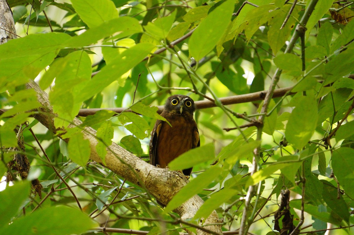 Ochre-bellied Boobook - ML611781376