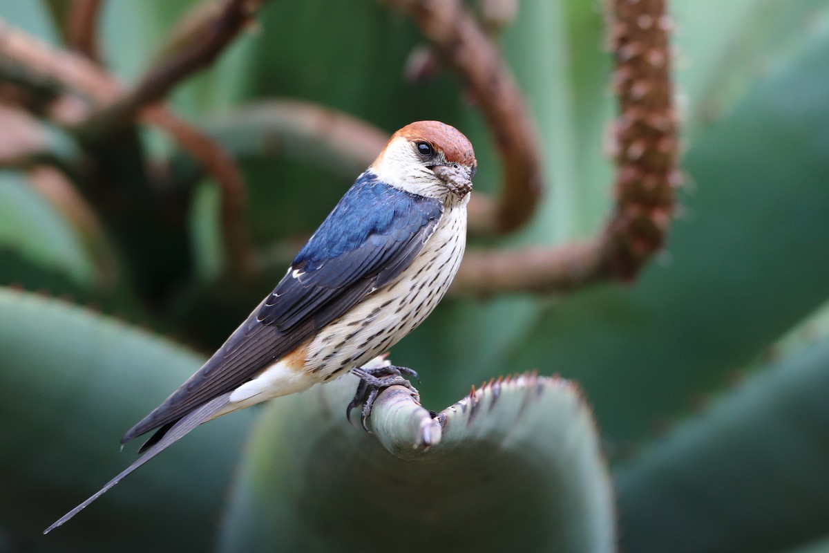 Greater Striped Swallow - ML611781411