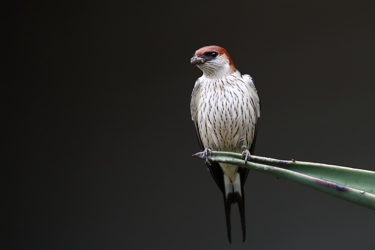 Greater Striped Swallow - ML611781412