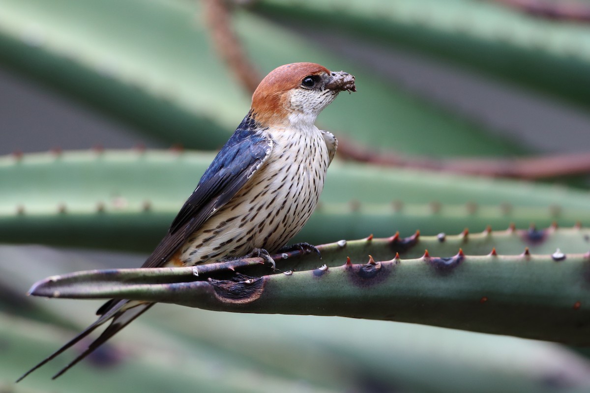 Greater Striped Swallow - ML611781413