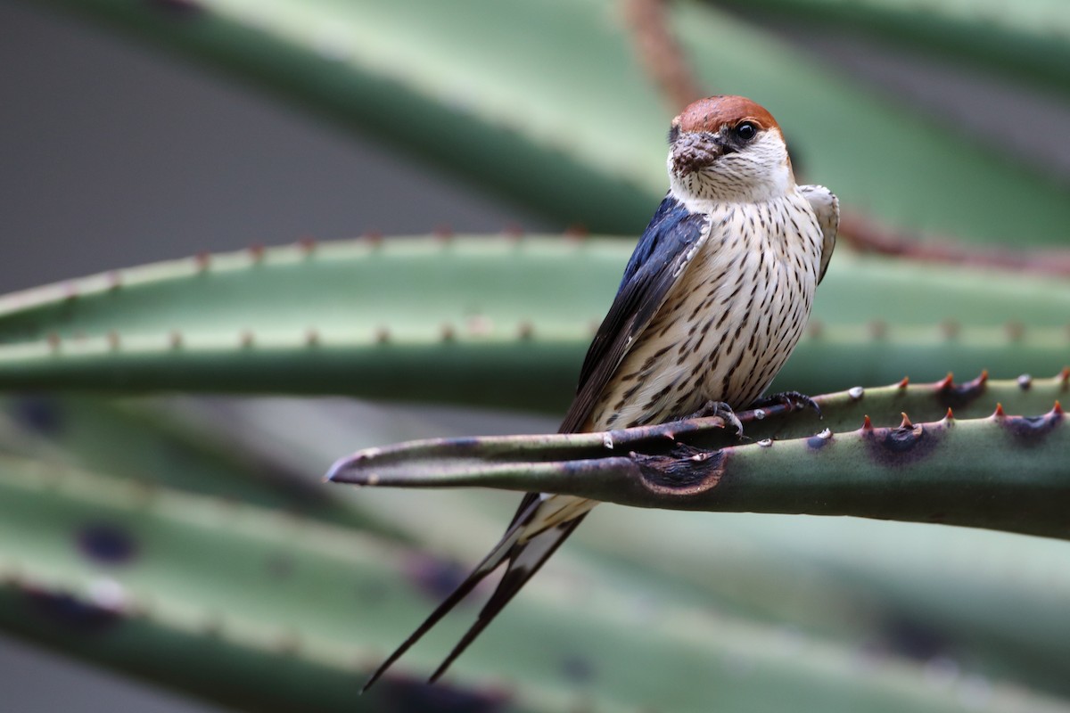 Greater Striped Swallow - ML611781414