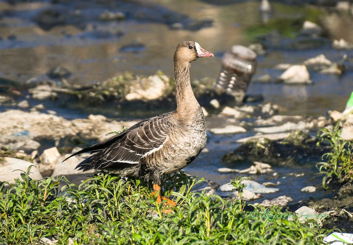 Greater White-fronted Goose - ML611781415