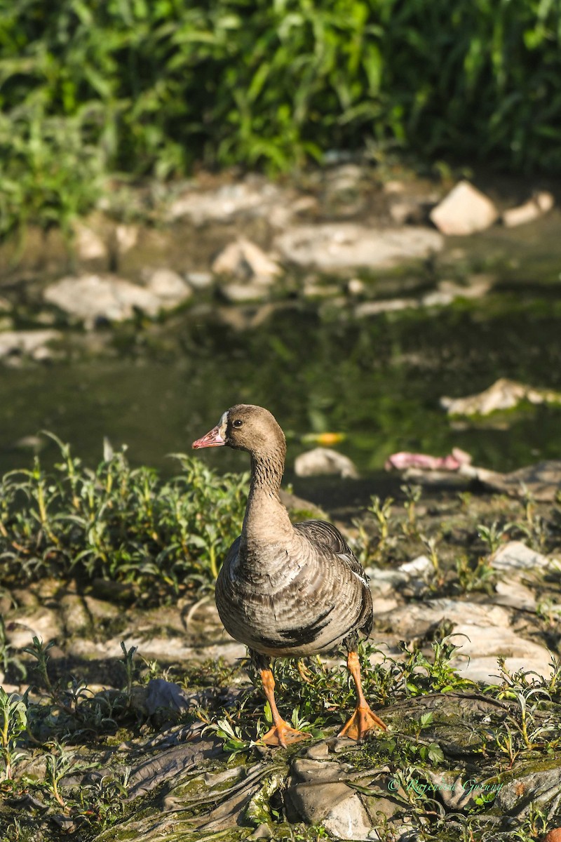 Greater White-fronted Goose - ML611781417