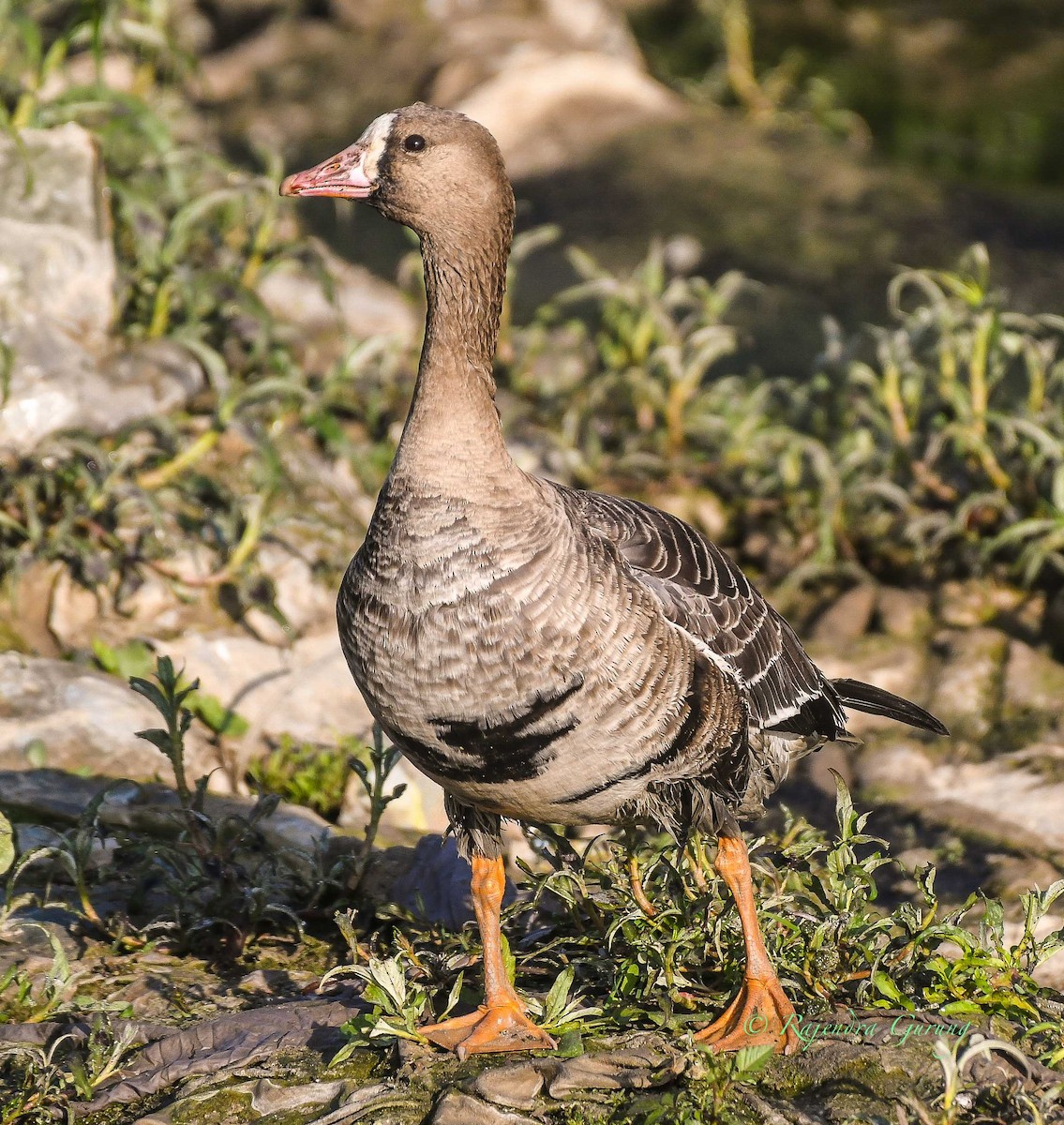 Greater White-fronted Goose - ML611781418