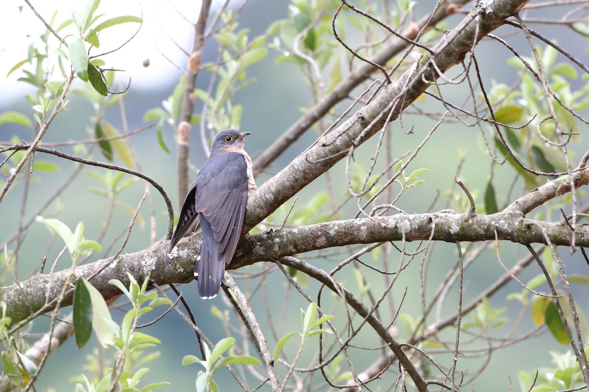 Red-chested Cuckoo - ML611781447