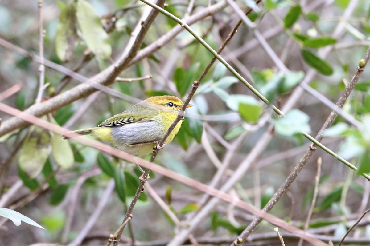 Yellow-throated Woodland-Warbler - Ohad Sherer