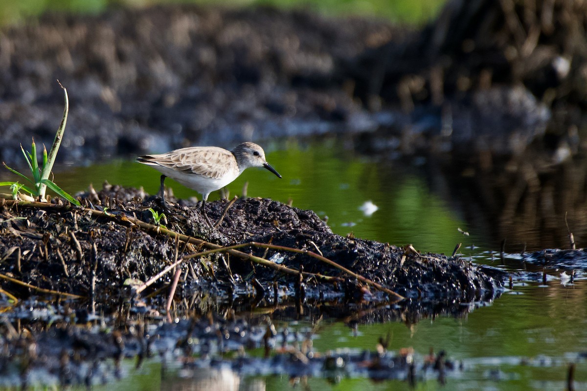 Little Stint - ML611781471