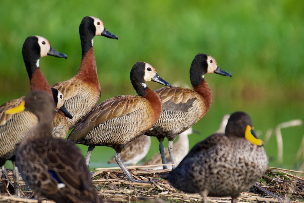 White-faced Whistling-Duck - ML611781479