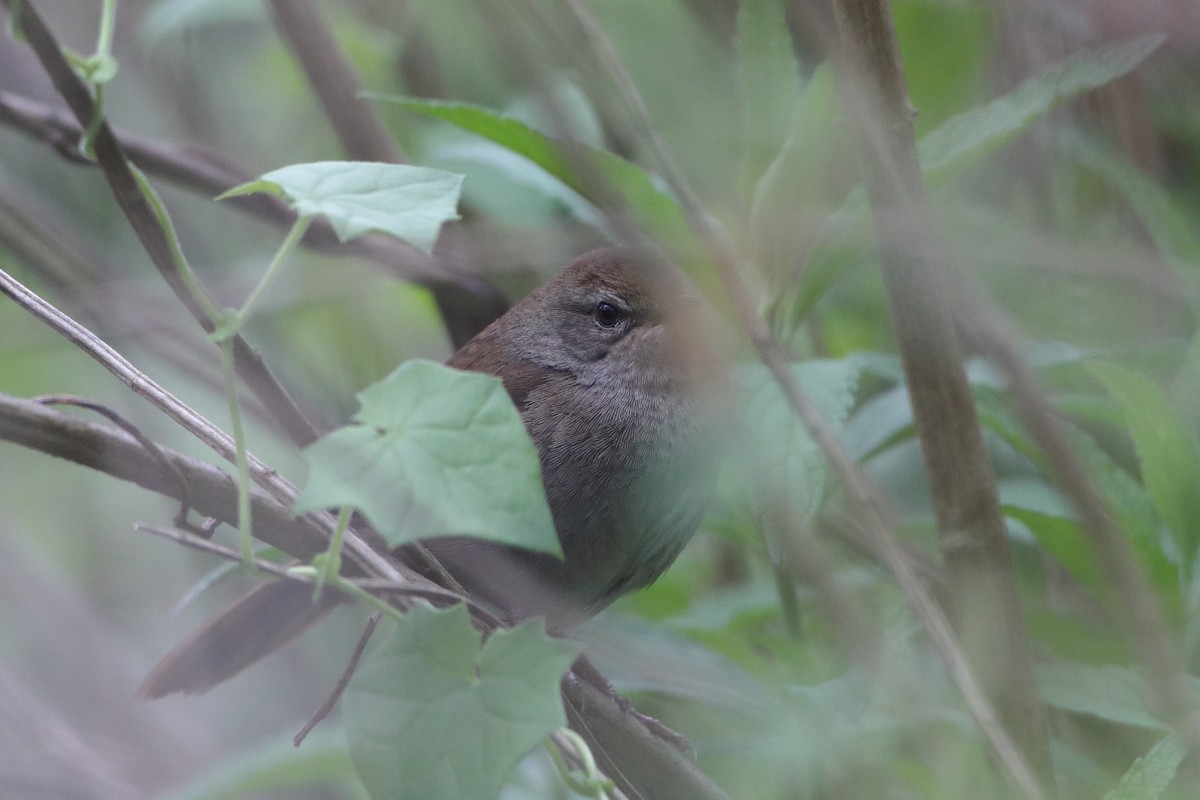 Barratt's Warbler - ML611781482